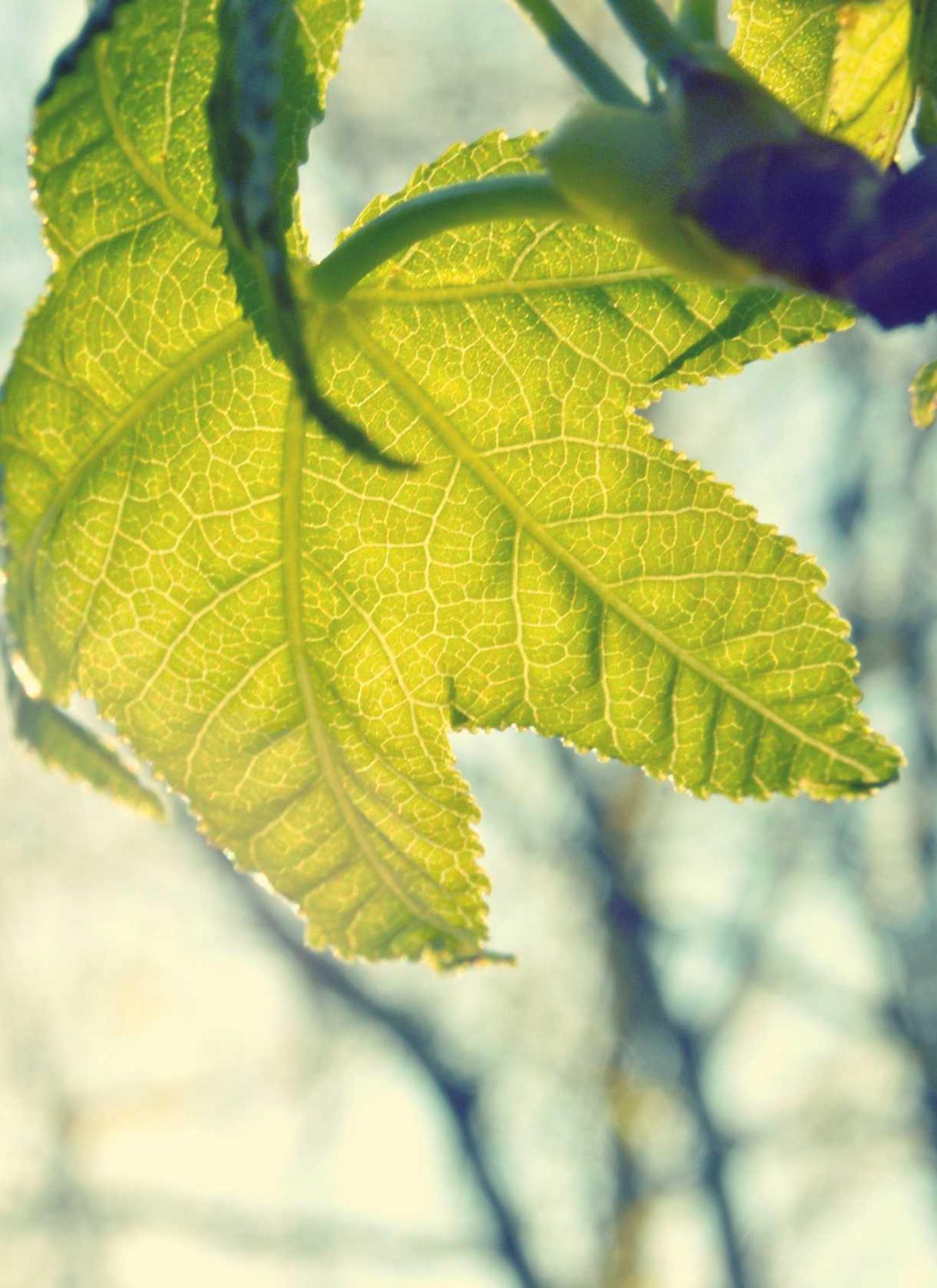 Amber Satin - Sıcak tonlar, hafif dokular ve premium his. (alternatif görünüm)