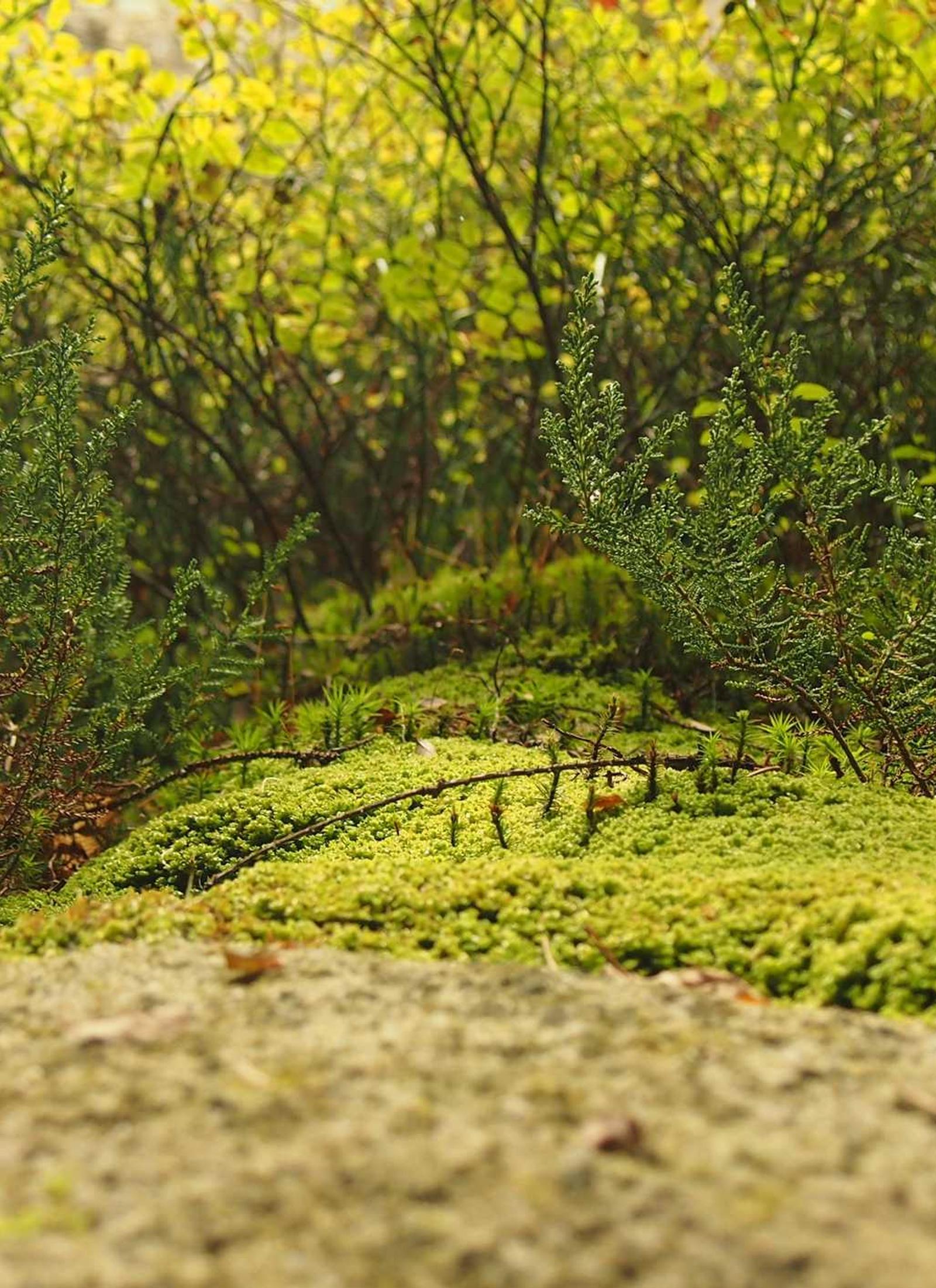 Midnight Veil - Gece tonları, yüksek kontrast, editorial sadelik. (alternatif görünüm)