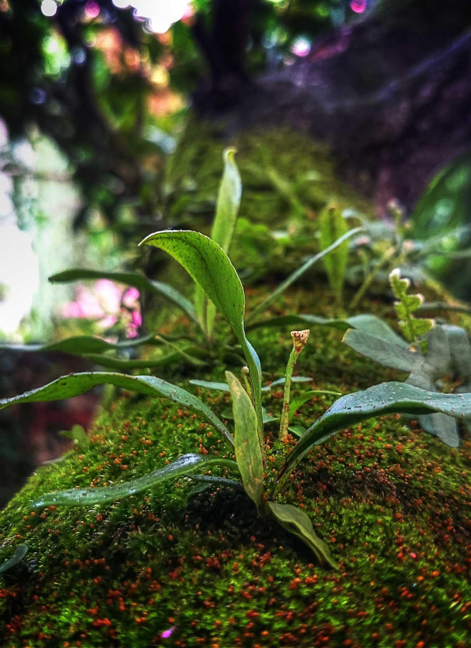 Pearl Cascade - İnci detayları, zarif dökümler ve romantik dokunuş. (alternatif görünüm)